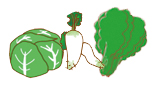 生鮮野菜